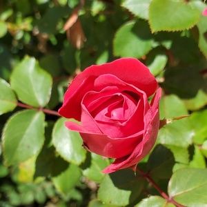 Meet your Posher, Claire